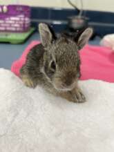 Eastern cottontail orphan
