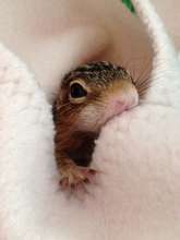 Infant 13-lined Ground Squirrel
