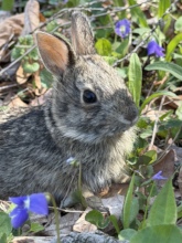 Cottontail rabbit raised from infant, at release