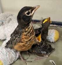 Robin fledgling