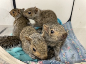 Infant Grey squirrels