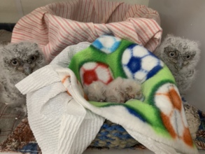Nestling screech owls with newhatch babies