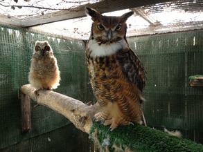 Alberta, great-horned owl foster