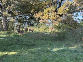 Rehabilitated white-tailed deer