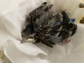 Nestling robin after surgery