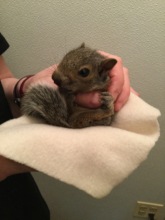 4 week old grey squirrel