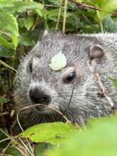 Woodchuck raised from infant, at release