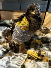 Eagle after surgery