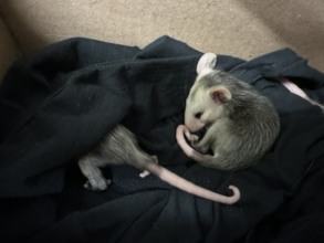 One of 130 Virginia opossum admitted in 2026