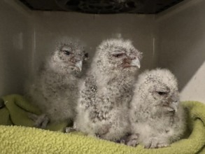Nestling Screech owls rescued from tree-cutting