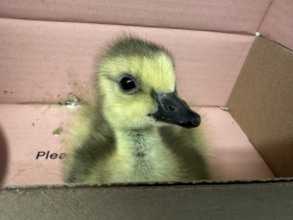 Orphaned Canada goose gosling, 3 days old