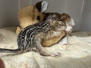 13-lined ground squirrel infant