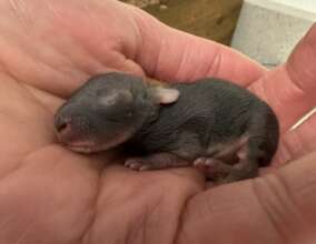 Newborn Eastern cottontail rabbit