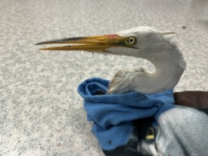 Injured great egret