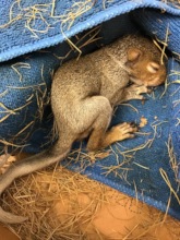 2.5 week old grey squirrel
