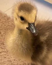 Orphaned Canada goose gosling