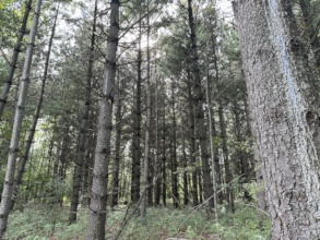 Pine forest at Little Owl Woods