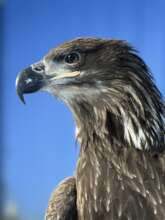Immature female Bald eagle