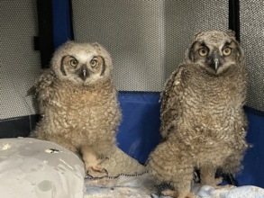 Orphaned great horned owlets