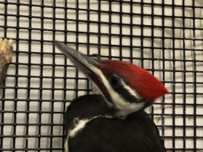 Pileated woodpecker at admit
