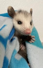 Orphaned opossum