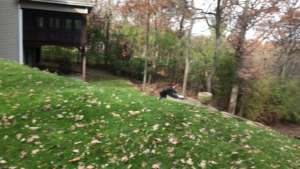 Pileated release