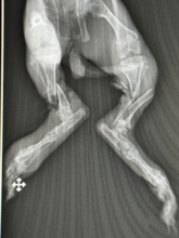 The x-ray that showed fractured legs