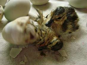 Mallard ducklings hatching