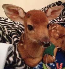 Days-old White-tail deer fawn