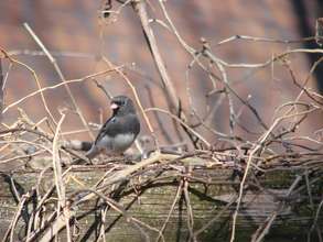 Dark-eyed Junco release:  Jessica Massaro Nass