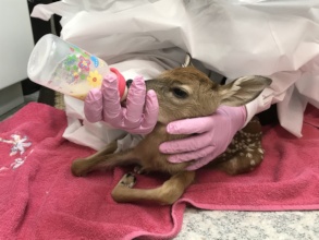 Newly admitted new-born white-tailed deer fawn