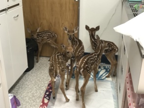 Fawns at the door