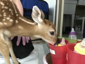 fawn and bottles