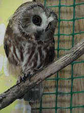 Saw-whet owl (Katy is the tiniest)