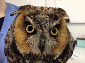 Long-eared owl (he's new, it's why he's grumpy.)