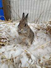 Juvenile Cottontail rabbit--raised from 1 day old