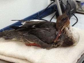 Merganser when it was admitted to Fellow Mortals