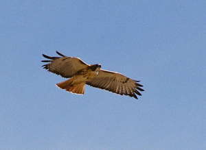 Red-tailed Hawk release, photo Karen McKenzie