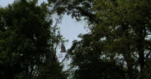 Red-tailed hawk release at Little Owl Woods