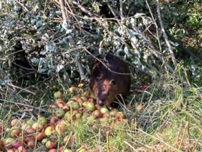 Collecting food to store for winter