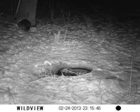 Beaver on 'Wild Cam' (raccoon friend nearby)