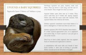 Squirrel Facts