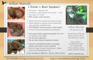 Squirrel information