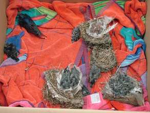 Swallows orphaned after the use of Tangle Foot