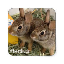 Bestbuds Bunnies