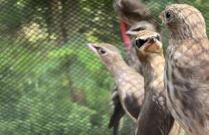Release day, Cedar waxwings and house finches