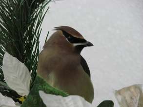 Cedar waxwing in indoor flight