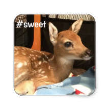 Sweet Fawn