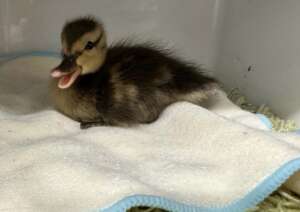 Orphaned Mallard, sole survivor after accident