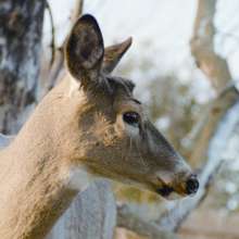 Yearling doe